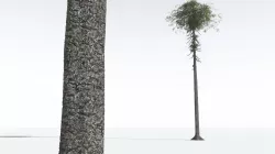 EVERYPlant Monkey Puzzle Tree 11 --12 Models-- 3D model