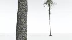 EVERYPlant Monkey Puzzle Tree 12 --12 Models-- 3D model