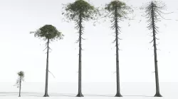 EVERYPlant Monkey Puzzle Tree EXT --24 Models-- 3D model