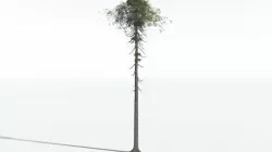 EVERYPlant Monkey Puzzle Tree SINGLE --1 Model-- 3D model