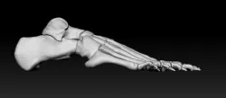 Foot skeleton 3D model