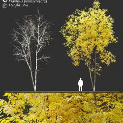 Fraxinus pennsylvanica - Ash tree 3D model