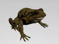 FROG LOW POLY Low-poly 3D model