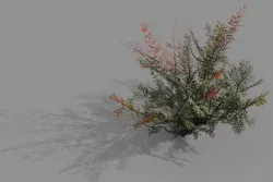 Game Model - Forest - Weed 3D model