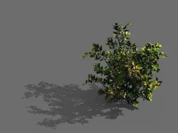 Game Models - Forest - Shrubs 05 3D model