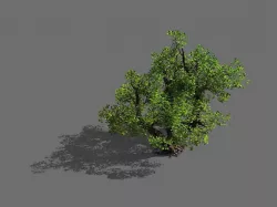 Game Models - Forest - Shrubs 10 3D model