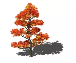Game Models - Forest Trees - Maple Leaf 3D model