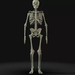 Human Skeleton - High Poly 3D model