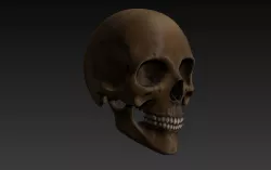 Human Skull 3D model