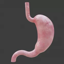 Human Stomach Isolated 3D model