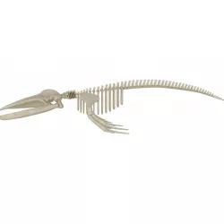 Humpback Skeleton 3D model