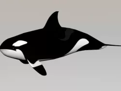 Killer Whale 3D model