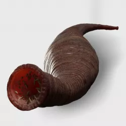 leech  3D model