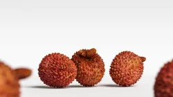 Lychee 006 3D model