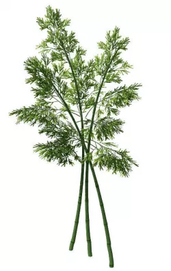 Plant - Bamboo 037 3D model