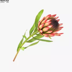Protea 3D model
