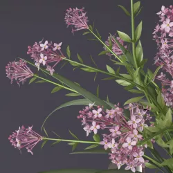 Realistic 4 colors lilac lily lavender Flower Bouquet and leaves 3D model