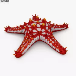 Red-Knobbed Starfish HD 3D model