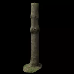 Scanned Tree Trunk 3D model