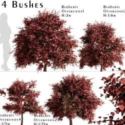 Set of Berberis Ottawensis or Barberry Bushes 3D model