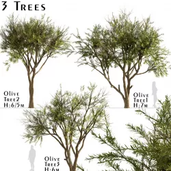 Set of Olive or Olea Europaea Trees - 3 Tree 3D model