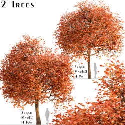 Set of Sugar Maple or Acer Saccharum Trees - 2 Trees 3D model