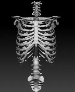 Skeleton - Ribcage 3D model