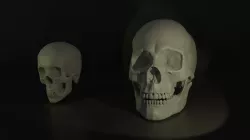Skulls 3D model
