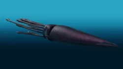 Squid 3D model