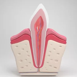 tooth  3D model