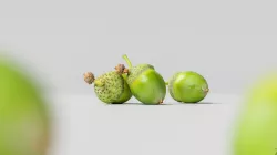 Acorn 001 3D model