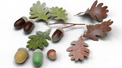 Acorns 3D model