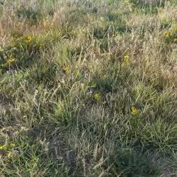Autumn grass 3D model
