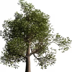 autumn tree001 3D model
