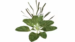 Broadleaf Plantain Low-poly 3D model