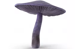 Cortinarius violaceus mid 3D model