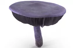 Cortinarius violaceus Old 3D model