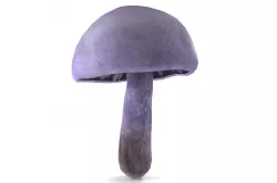 Cortinarius violaceus Young 3D model