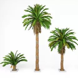 Date palm No1 3D model