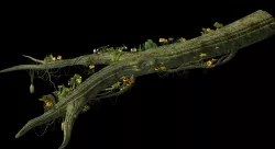 Elf-Forest-Tree City-Partial 3D model