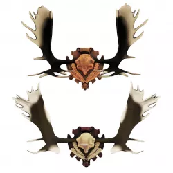 Elk antlers 3D model