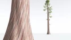 EVERYPlant Coastal Redwood LowPoly 02 --12 Models-- Low-poly 3D model