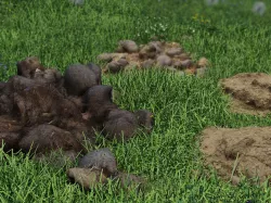 Farm animal manure set Low-poly 3D model