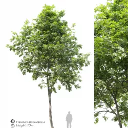 Fraxinus americana- White ash- 2 3D model