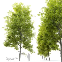 Fraxinus americana- White ash 3D model