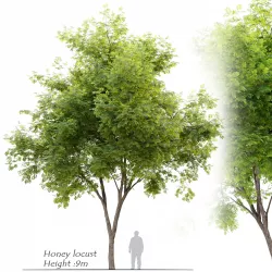 Honey locust - Gleditsia triacanthos 3D model