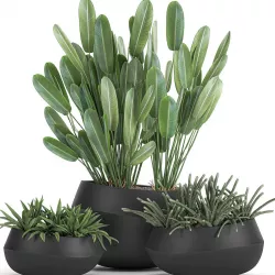 Houseplants in a pot for the interior 744 3D model
