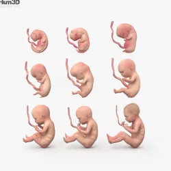 Human Fetus 3D model