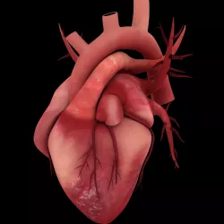 HUMAN HEARTS 3D MODEL Low-poly 3D model