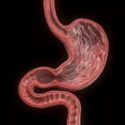 Human Stomach Low-poly 3D model